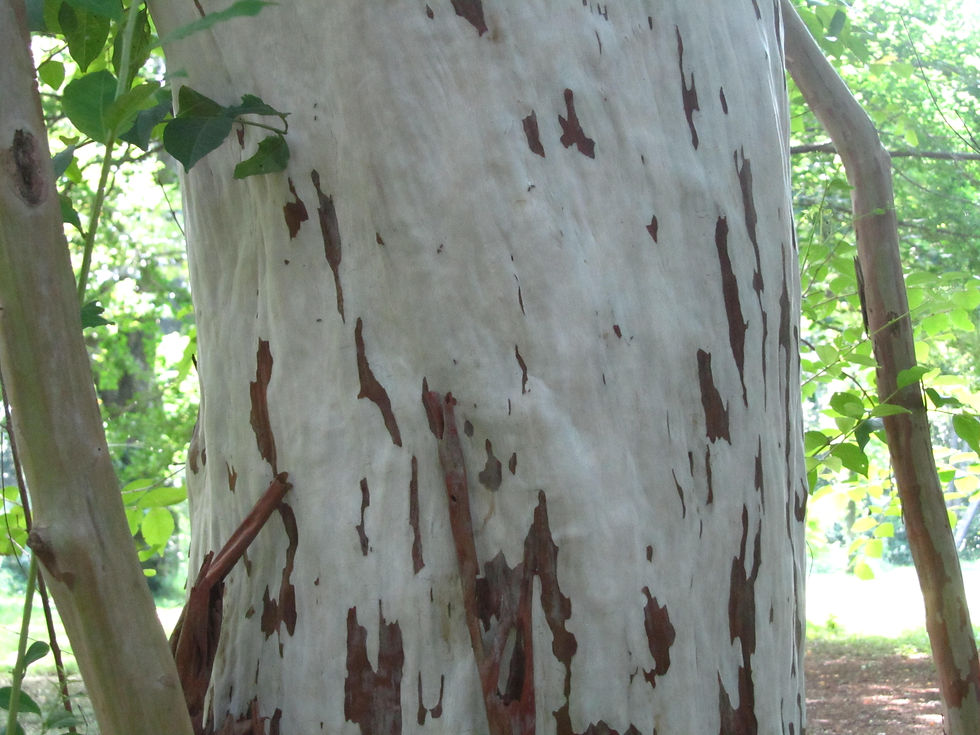 Lagerstroemia subcostata