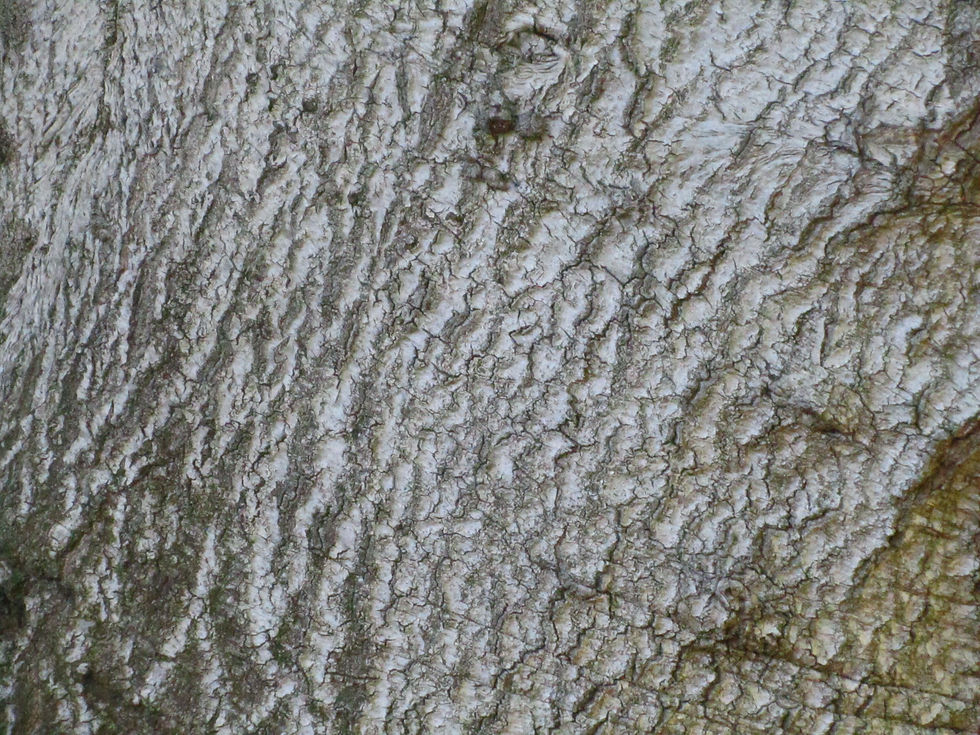 Quercus agrifolia