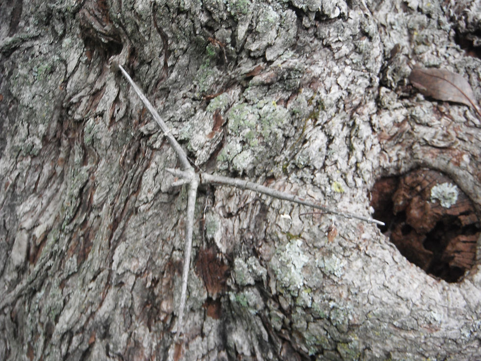 Crataegus crus-galli