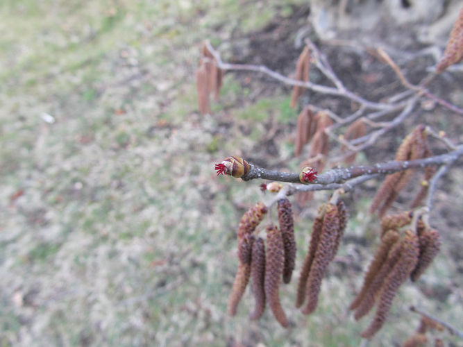 IMG_2203 (Populus tremuloides).jpg