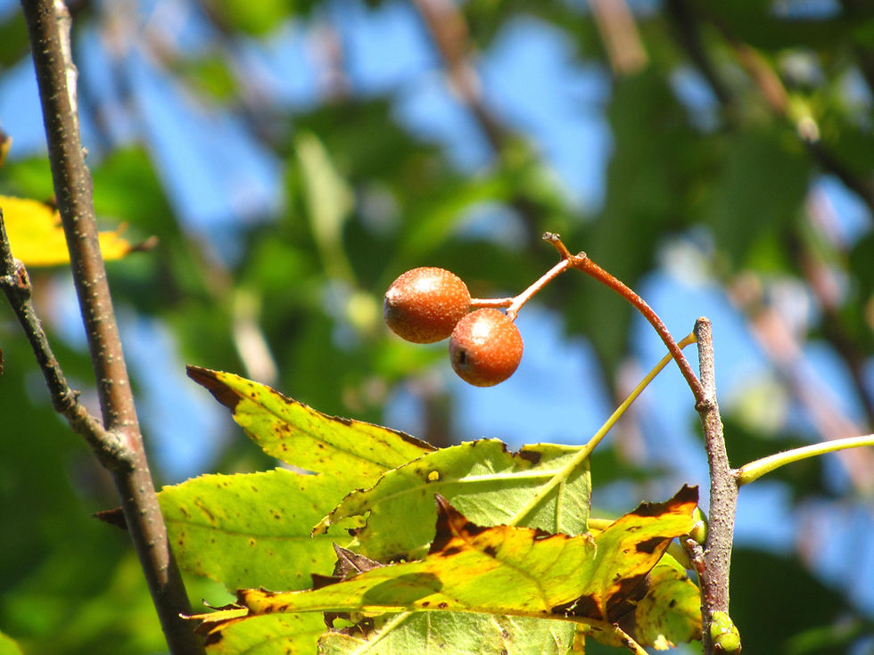 Aria torminalis