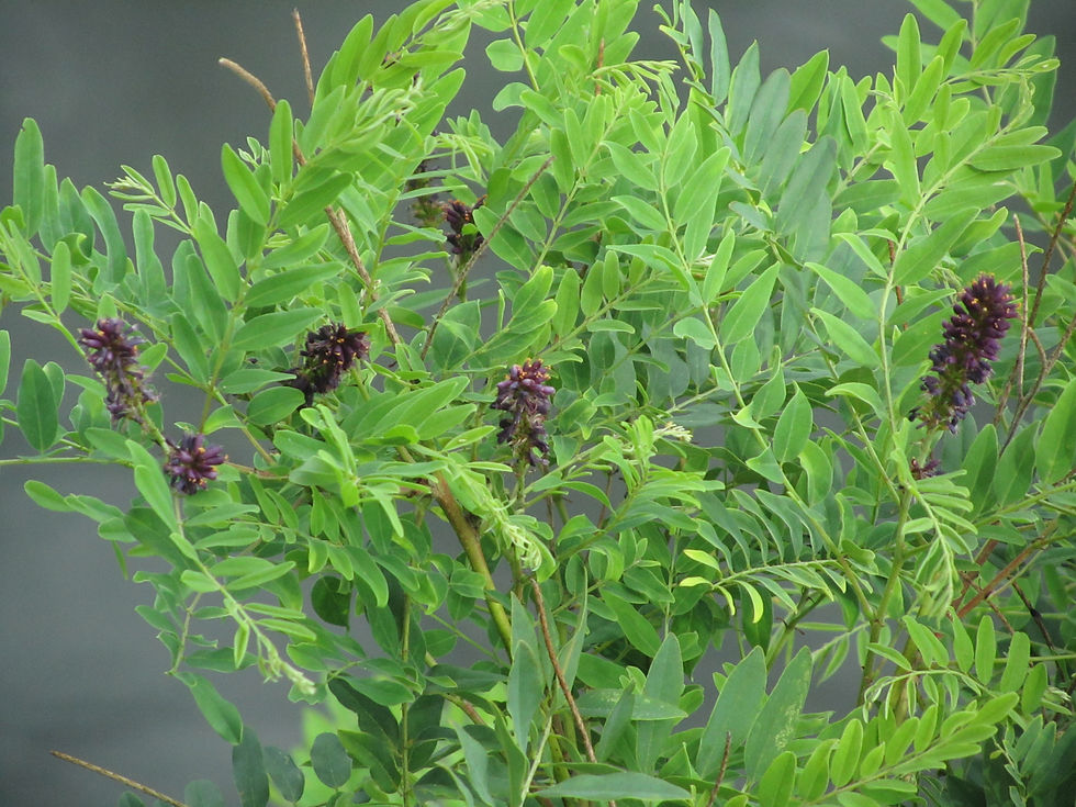 Amorpha fruticosa