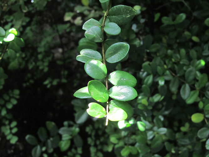 IMG_2203 (Populus tremuloides).jpg