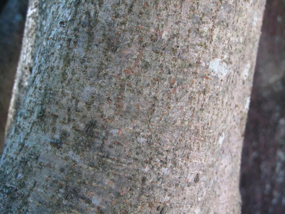 Pittosporum tobira