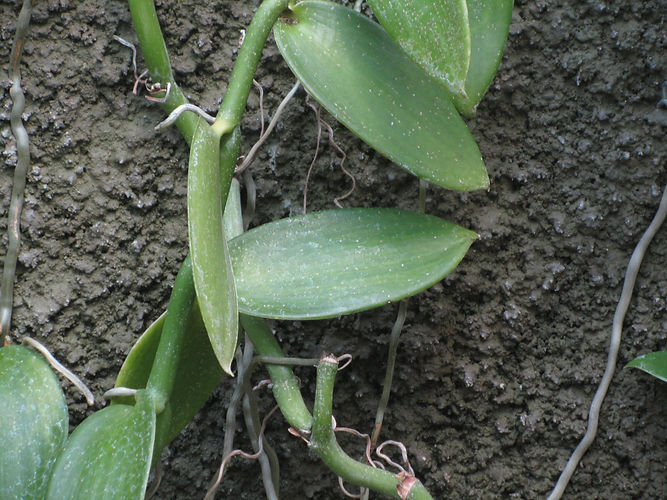 IMG_2203 (Populus tremuloides).jpg