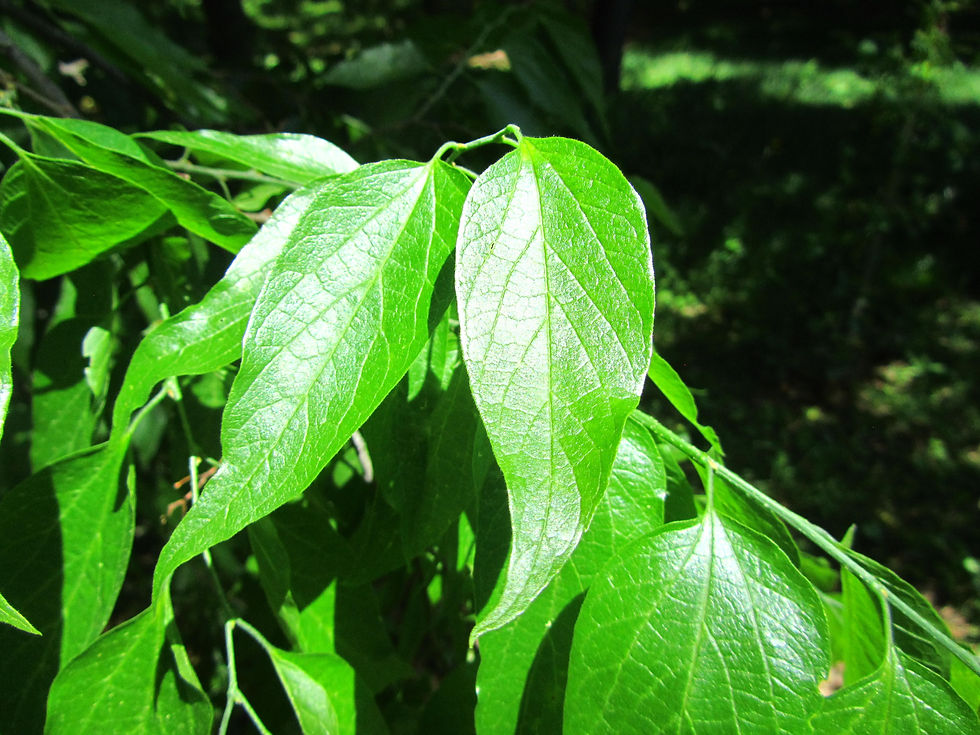 Celtis laevigata