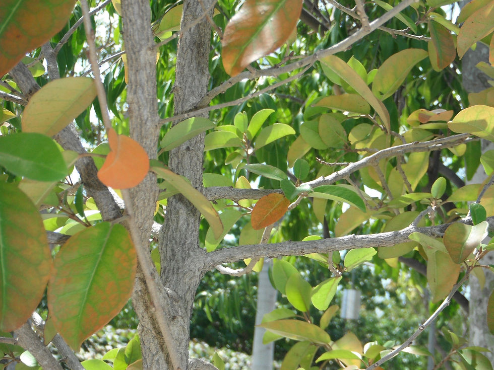 Croton nitens