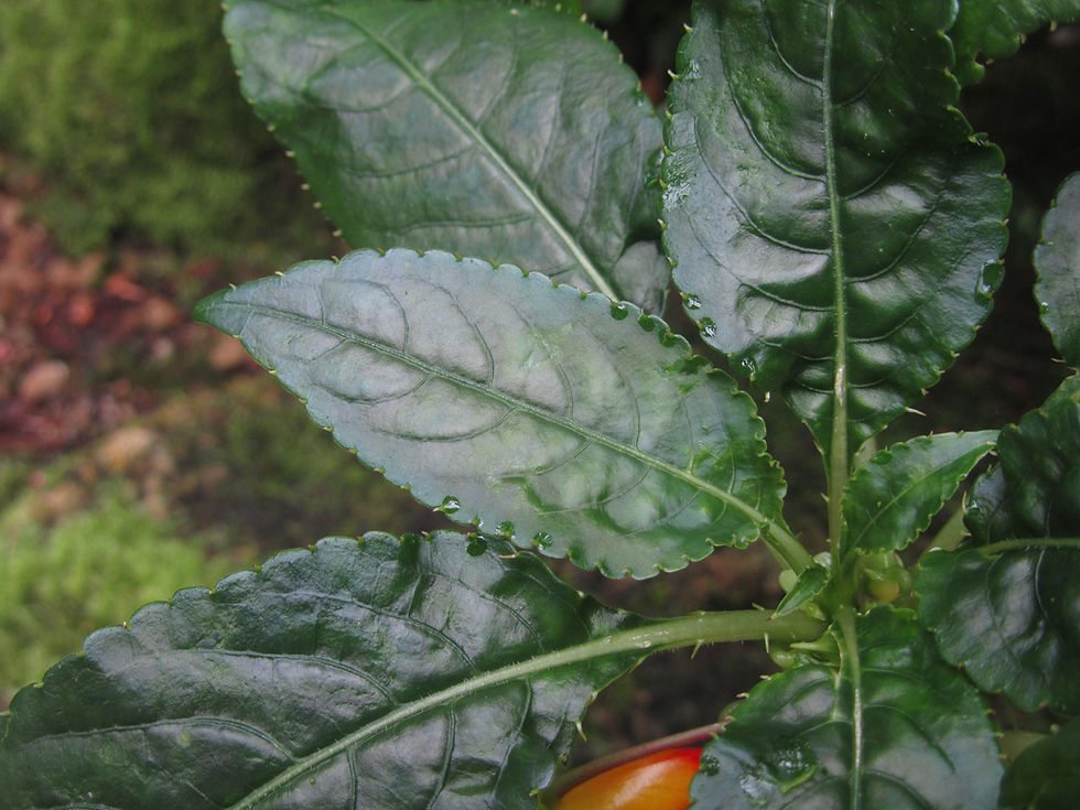 Impatiens niamniamensis