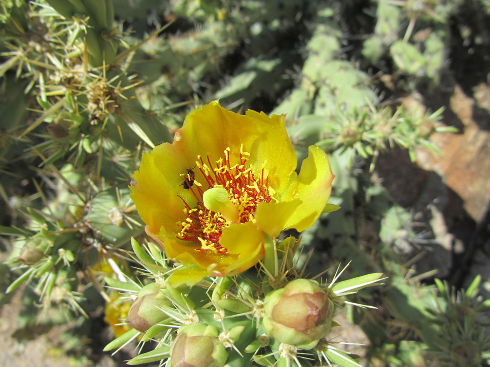 Cylindropuntia acanthocarpa