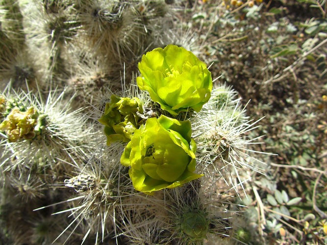 IMG_2203 (Populus tremuloides).jpg