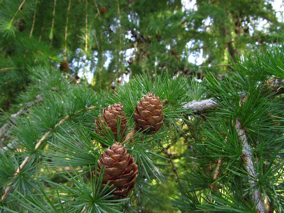 Larix decidua