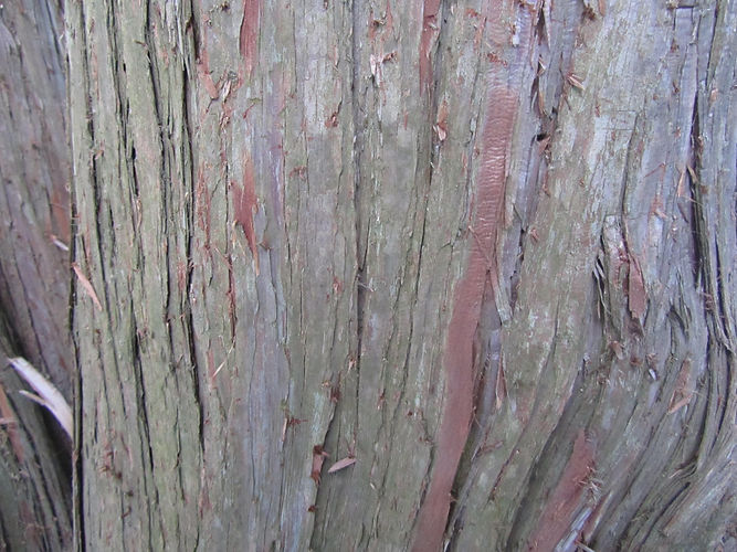 IMG_2203 (Populus tremuloides).jpg