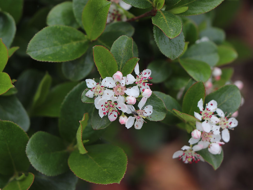 Aronia melanocarpa 'UCONNAM165'