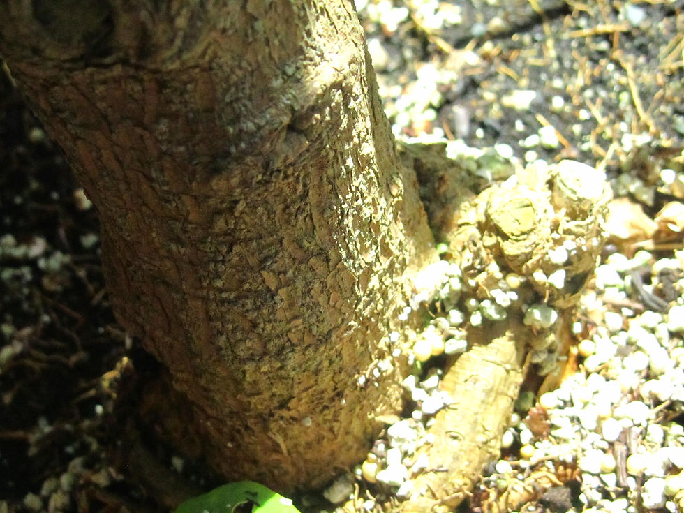 Brunfelsia magnifica