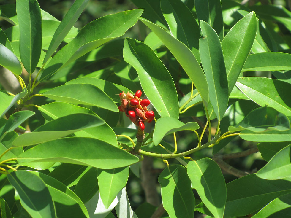 Magnolia virginiana