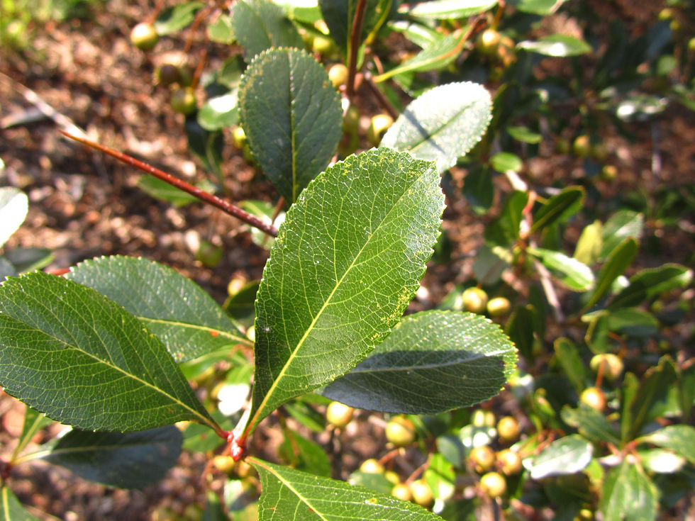 Crataegus pruinosa