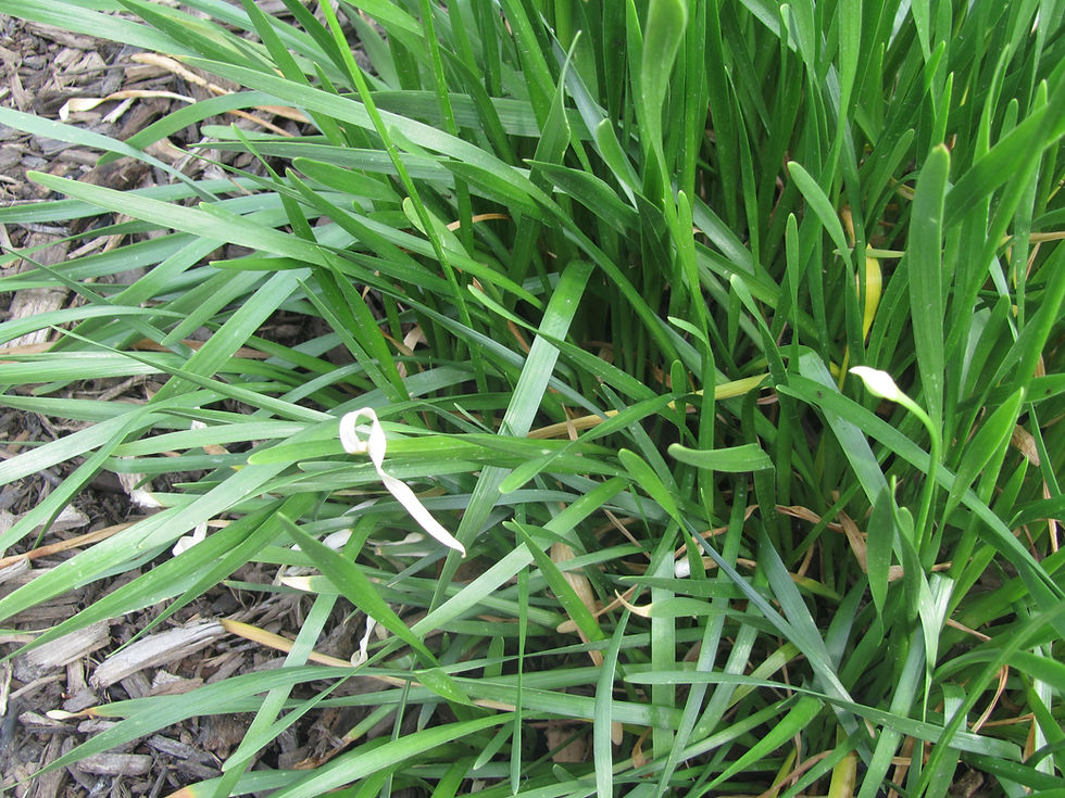 Allium stellatum