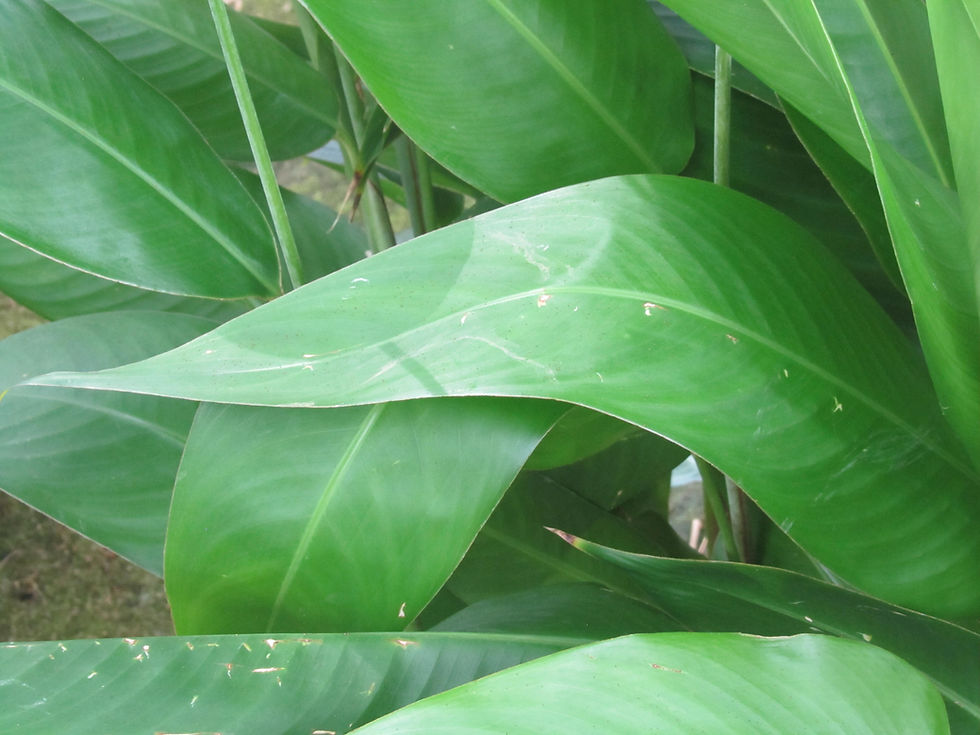 Heliconia psittacorum