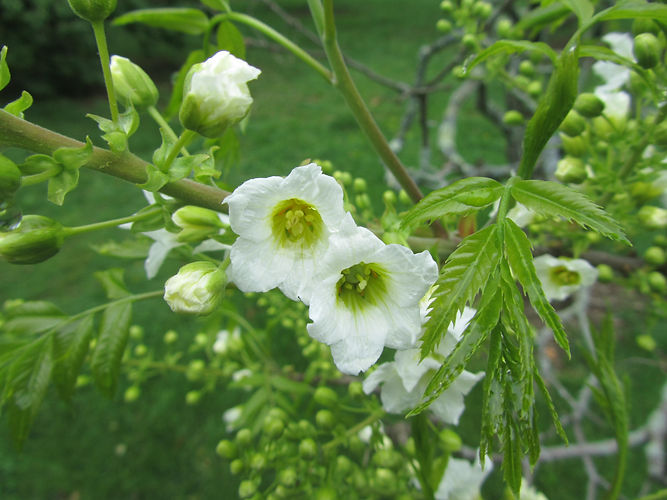 IMG_2203 (Populus tremuloides).jpg