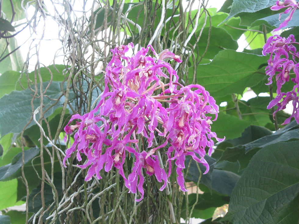 Laelia superbiens
