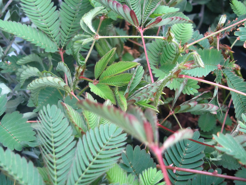 Mimosa pudica