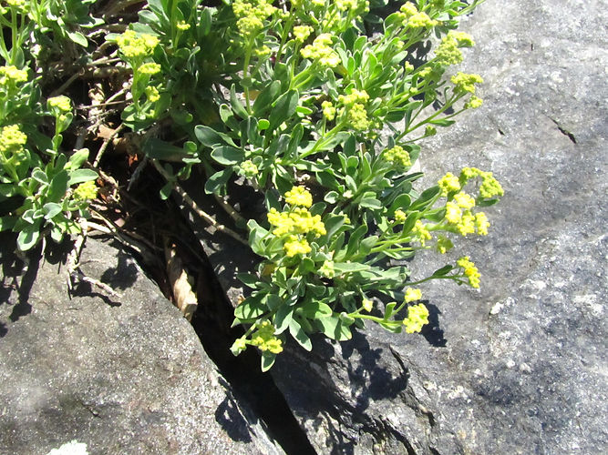 IMG_2203 (Populus tremuloides).jpg