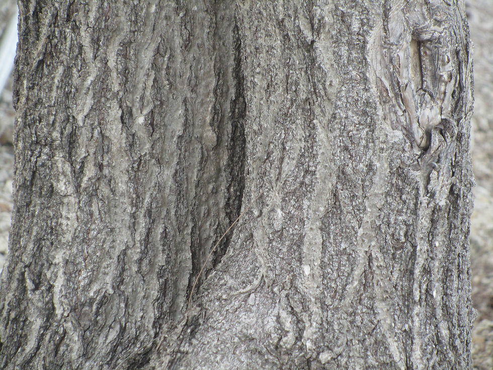 Thespesia populnea