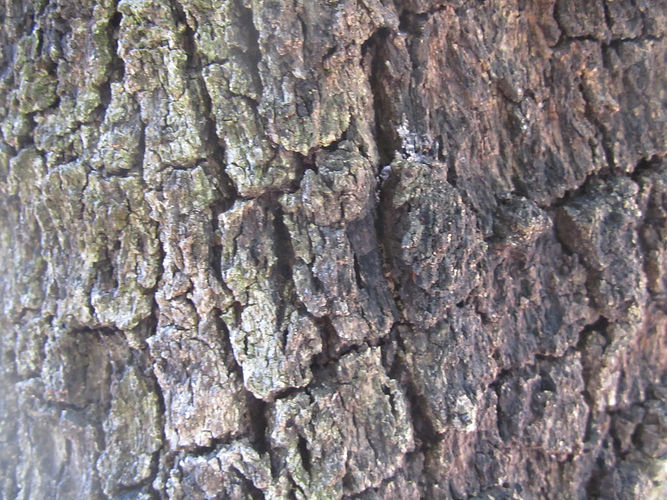 IMG_2203 (Populus tremuloides).jpg