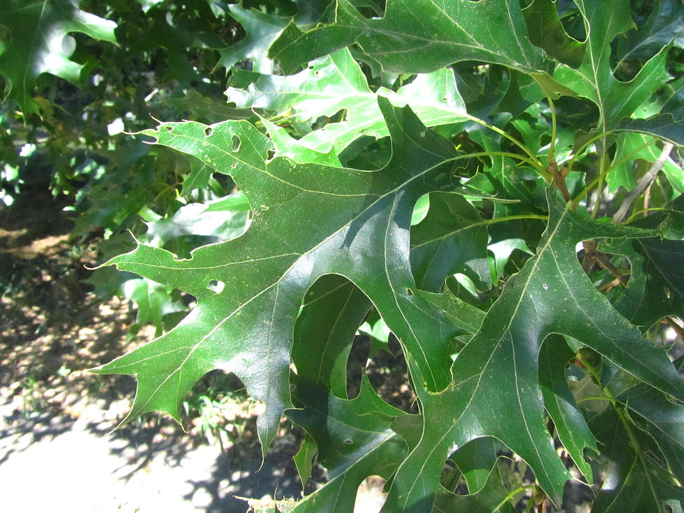 Quercus coccinea