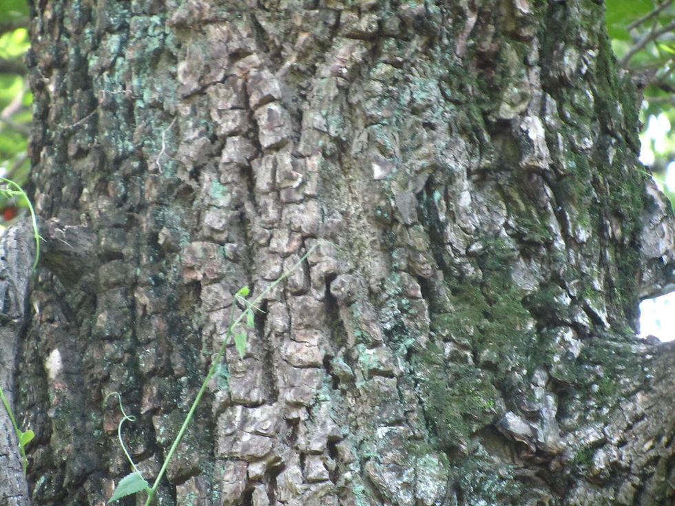 Pterocarya fraxinifolia