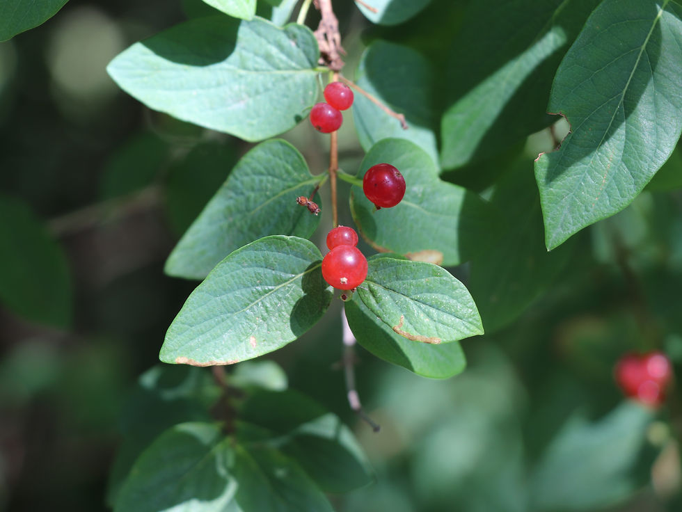 Lonicera trichosantha var. deflexicalyx