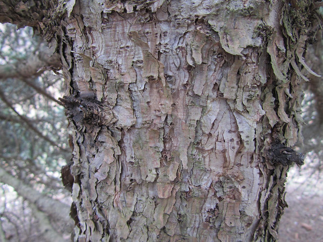 IMG_2203 (Populus tremuloides).jpg