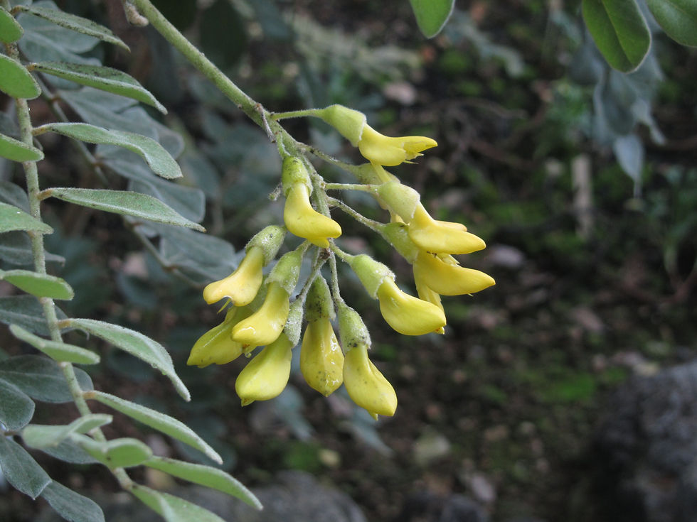 Sophora tomentosa