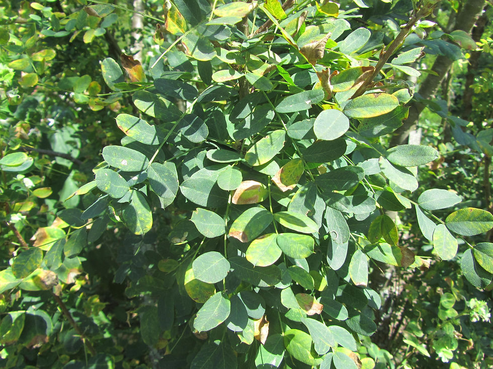 Caragana decorticans