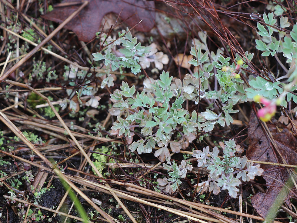 Capnoides sempervirens