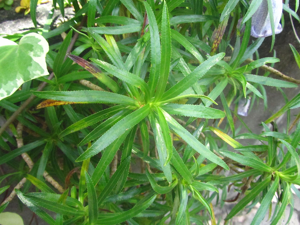Nesocodon mauritianus