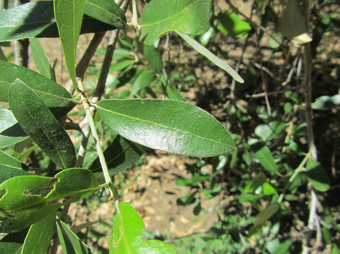 IMG_2203 (Populus tremuloides).jpg