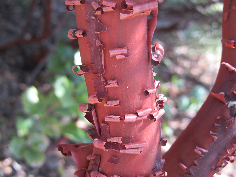 Arctostaphylos densiflora 'Howard McMinn'
