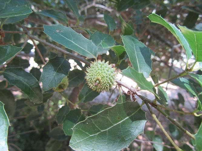 IMG_2203 (Populus tremuloides).jpg