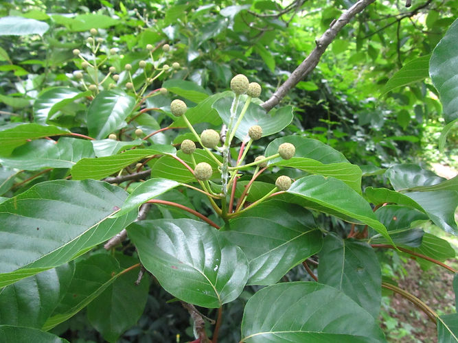IMG_2203 (Populus tremuloides).jpg