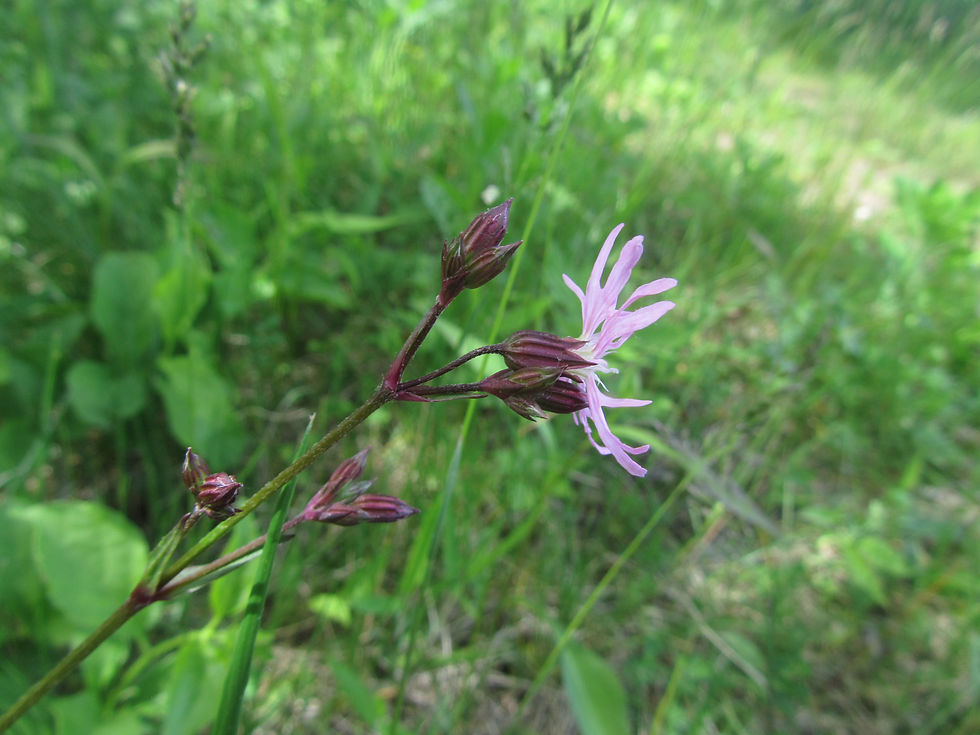 Silene flos-cuculi