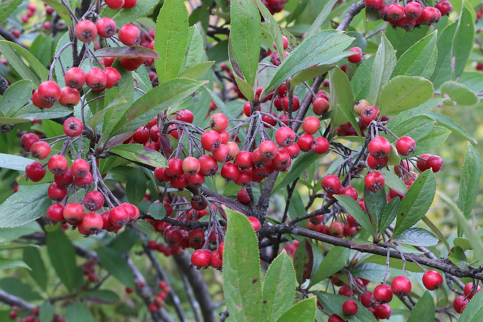 Aronia arbutifolia