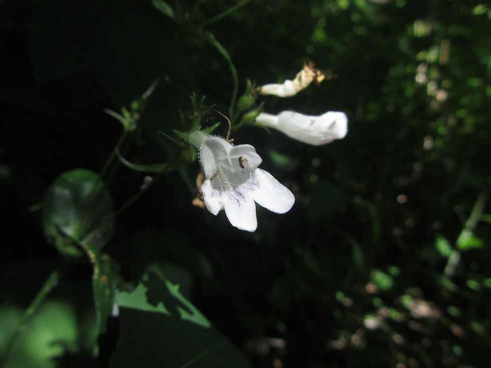 Penstemon digitalis