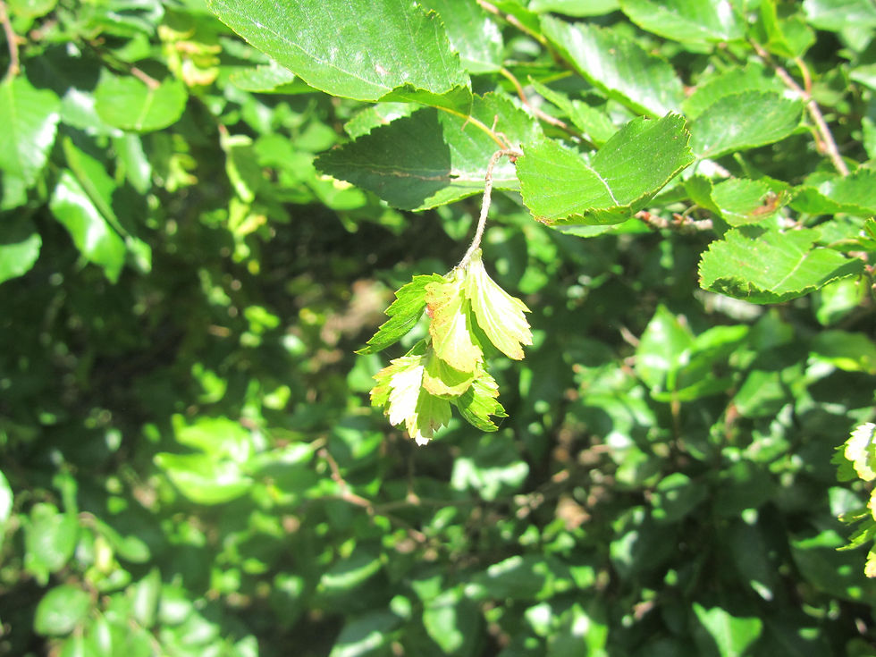 Carpinus turczaninovii