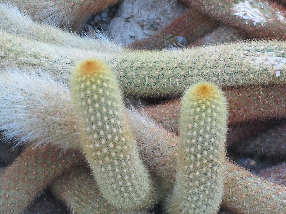 Borzicactus icosagonus