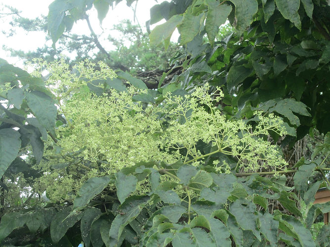 IMG_2203 (Populus tremuloides).jpg