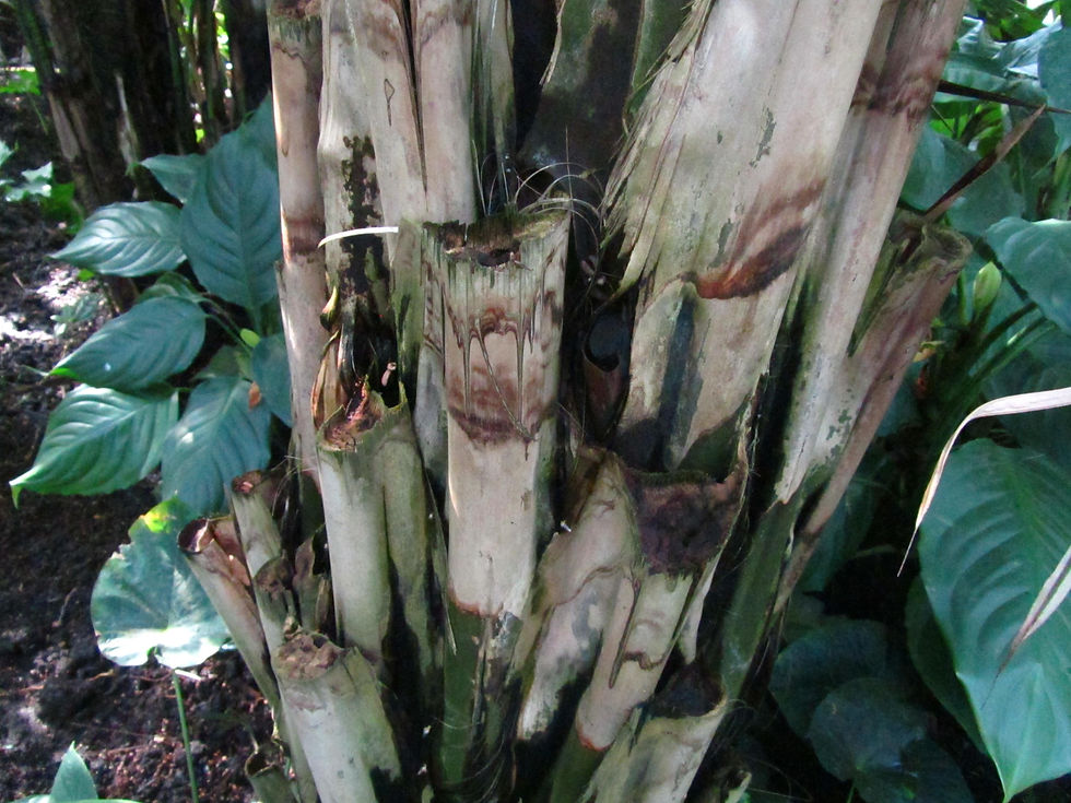 Kerriodoxa elegans