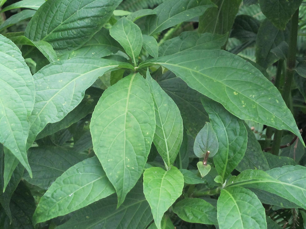 Odontonema callistachyum