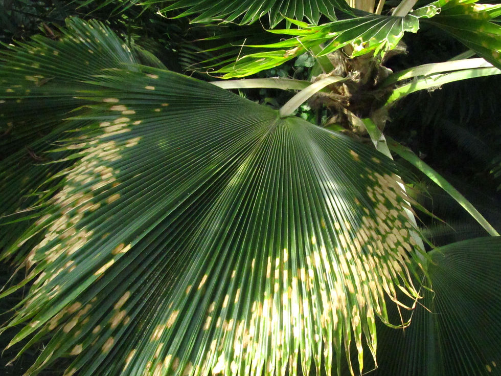Pritchardia pacifica