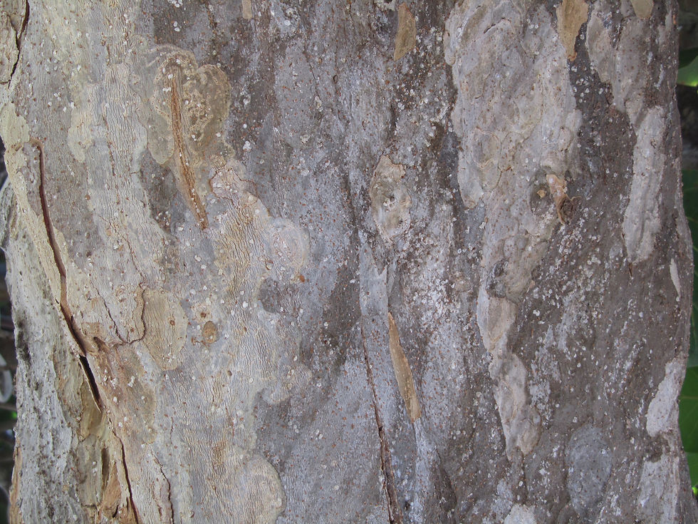Coccoloba uvifera